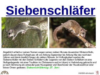 ungewhnliche Tiere - Siebenschlfer