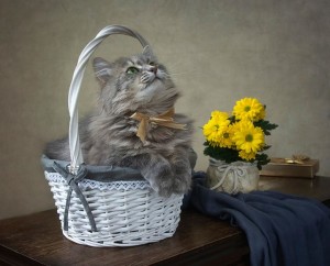 klicke hier, um die Datei herunterzuladen Chats de Irina Prikhodko 1 - Katzen von Irina Prikhodko 1