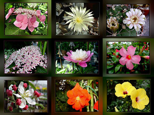 klicke hier, um die Datei herunterzuladen Flowers for you... - Blumen für dich...