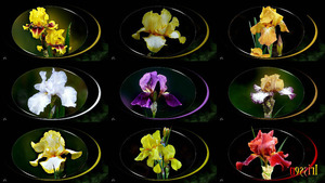 klicke hier, um die Datei herunterzuladen Irissen (16-06-19) - Iris
