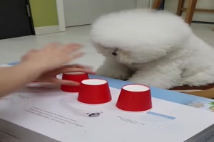 Hütchenspiel