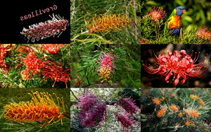 Grevilleas---Grevilleen.ppsx auf www.funpot.net