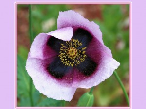 klicke hier, um die Datei herunterzuladen Fleurs 2 - Blumen 2