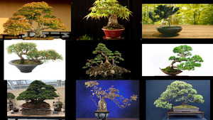 klicke hier, um die Datei herunterzuladen Bonsai