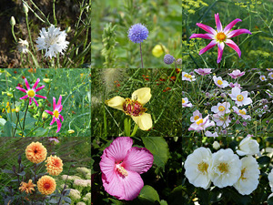 Floriade Flowers - Floriade Blumen