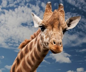 klicke hier, um die Datei herunterzuladen Nature Animaux Photos 1 - Natur Tiere Fotos 1