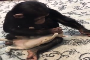 Affe mit Kätzchen