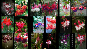 klicke hier, um die Datei herunterzuladen Fuchsia - Fuchsien