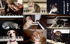 klicke hier, um die Datei herunterzuladen Sweet Pianists - Süße Pianisten