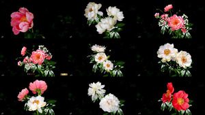 klicke hier, um die Datei herunterzuladen Paeonia - Pfingstrosen