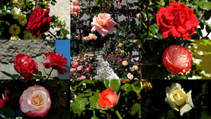 klicke hier, um die Datei herunterzuladen Rosengarten in Fully Wallis - Rosengarten im Wallis