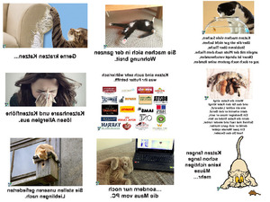 klicke hier, um die Datei herunterzuladen Warum man keine Katzen halten sollte