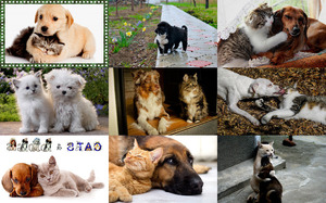 Cats & Dogs - Katzen & Hunde