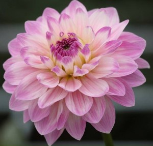 klicke hier, um die Datei herunterzuladen Dahlia 2 - Dahlie 2