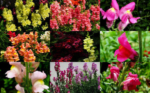 Snapdragons - Lwenmulchen