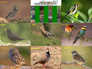 klicke hier, um die Datei herunterzuladen Vögel 1
