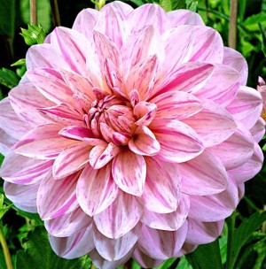klicke hier, um die Datei herunterzuladen Dahlia 1 - Dahlie 1