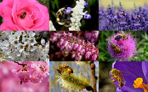 klicke hier, um die Datei herunterzuladen Honey Bees - Honigbienen