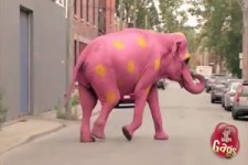 Rosa Elefant ??