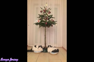 Katzengeschützte Weihnachtsbäume