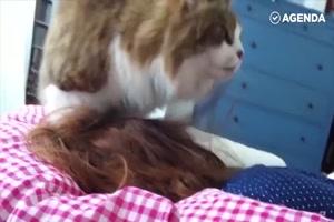 Katzen wecken dich auf