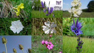 Wilde bloemen - Wildblumen