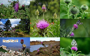 Thistles - Disteln