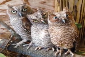 Funny Owls Eulen