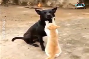 Hunde und Katzen