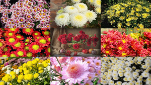 Chrysanthemums - Chrysanthemen