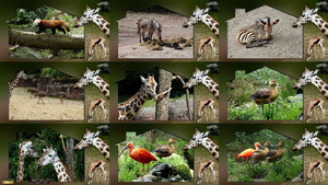klicke hier, um die Datei herunterzuladen Hier in GaiaZoo - Hier im GaiaZoo