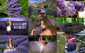 Lavender Harvest - Lavendelernte