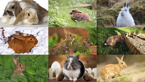 klicke hier, um die Datei herunterzuladen Konijnen 3 - Kaninchen 3