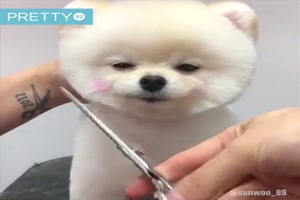 Süsse Hunde beim Friseur