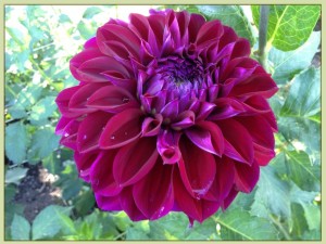 klicke hier, um die Datei herunterzuladen Dahlia 4 - Dahlie 4