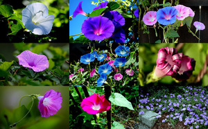 Morning-Glories---Prunkwinde.ppsx auf www.funpot.net