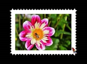 Dahlien Briefmarken