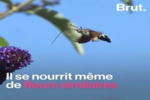 Kein Kolibri ein Schmetterling