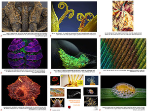 Die-tollsten-Mikroskop-Bilder-des-Jahres-2018.pps auf www.funpot.net