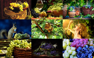 klicke hier, um die Datei herunterzuladen Grape Harvest - Trauben Ernte