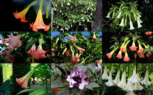 klicke hier, um die Datei herunterzuladen Trumpet Flowers - Trompeten Blumen