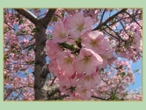 klicke hier, um die Datei herunterzuladen Un Bol D'air 3 - Blumen