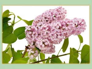 klicke hier, um die Datei herunterzuladen Un Bol D'air 4 - Blumen