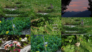 klicke hier, um die Datei herunterzuladen Flora und Fauna