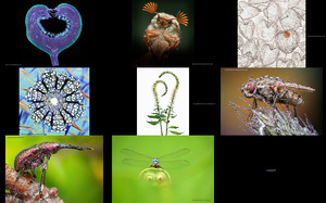 2019 Macro Art Photography Awards - Fotografie-Preise