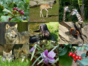 klicke hier, um die Datei herunterzuladen Impressionen in GaiaZoo - Beeindruckt im GaiaZoo