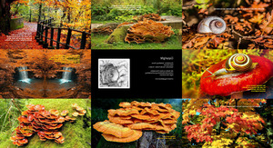 Momo's-Herbst-Poesie.ppsx auf www.funpot.net