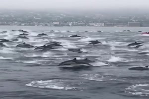 So viele Delfine