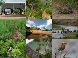 klicke hier, um die Datei herunterzuladen Afrika - Krugerpark
