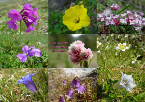 Antennaria dioica Katzenpftchen Rozenkransje & Co -